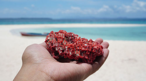 Cropped image of person holding red coral at beach