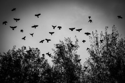 Low angle view of birds flying in sky