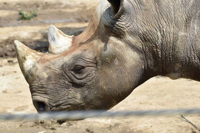 Close-up of eastern black rhinoceros