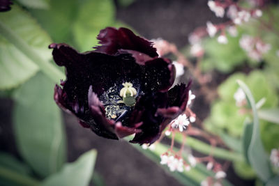 Close-up of purple flower bud