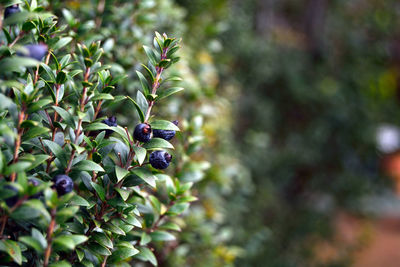 Close-up of berries on tree