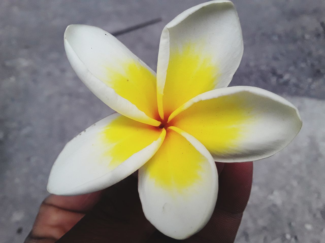 CLOSE-UP OF HAND HOLDING YELLOW FLOWERING