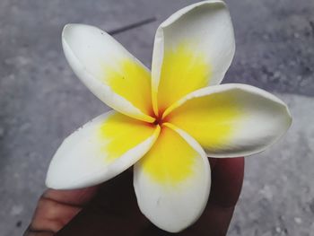 Close-up of hand holding yellow flower