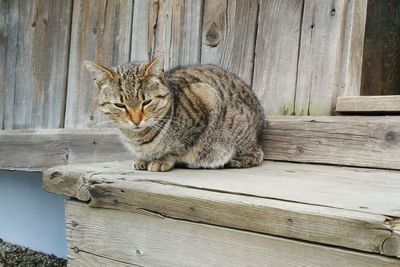 Portrait of a cat