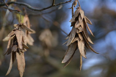 Close-up of dry leaves on plant