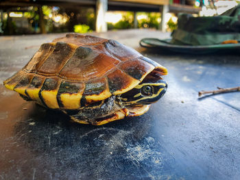 Close-up of a turtle