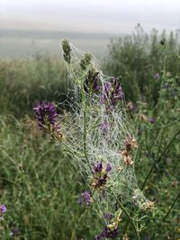 Close-up of purple flowering plant on field