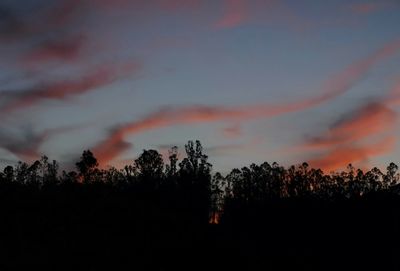 Silhouette trees against sky during sunset