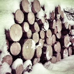 Stack of logs in forest