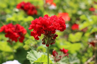 Close-up of red flowers blooming outdoors