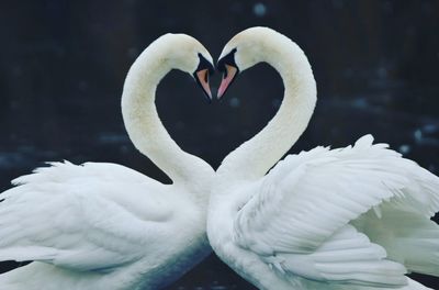 Close-up of swan in water