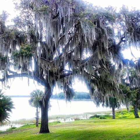 TREES ON LANDSCAPE