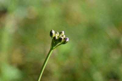 Close-up of flower buds