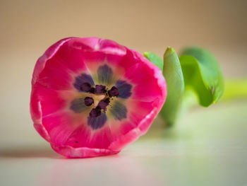 Close-up of pink flower