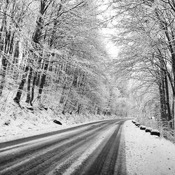 Empty road along trees