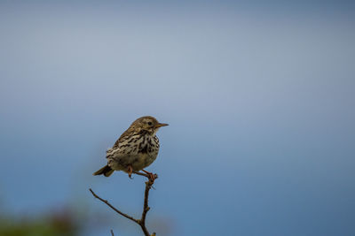 Low angle view of bird perching against clear blue sky