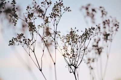 Plants against sky