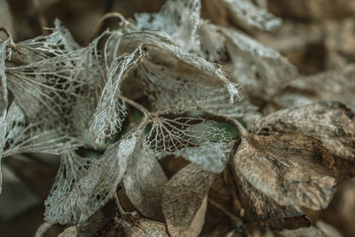 Full frame shot of dry leaf