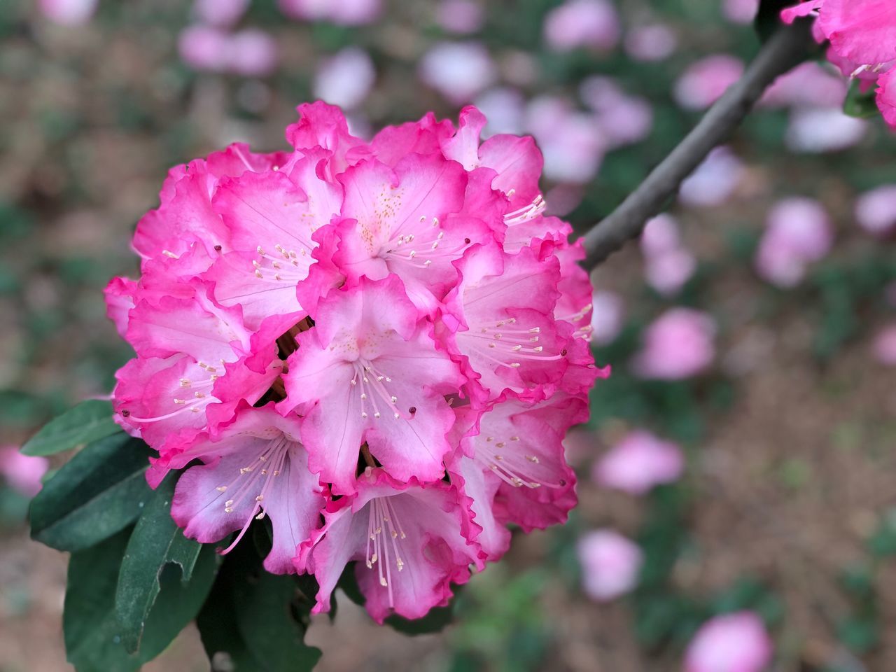 flowering plant, flower, pink color, freshness, plant, fragility, growth, vulnerability, beauty in nature, close-up, petal, inflorescence, flower head, blossom, springtime, focus on foreground, botany, day, nature, pollen, no people, outdoors, cherry blossom, dew, bunch of flowers