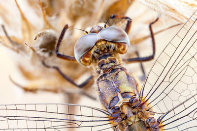 Close-up of insect