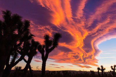 Low angle view of silhouette trees against dramatic sky