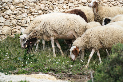 Sheep in farm