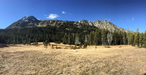 Panoramic view of trees on landscape against sky