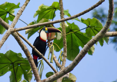 Low angle view of bird perching on tree