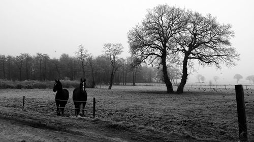 Bare trees on landscape