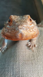 Close-up portrait of bearded dragon