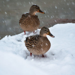 Ducks in the snow