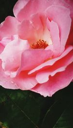 Close-up of pink rose