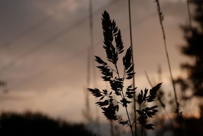 Close-up of silhouette plant against sky during sunset