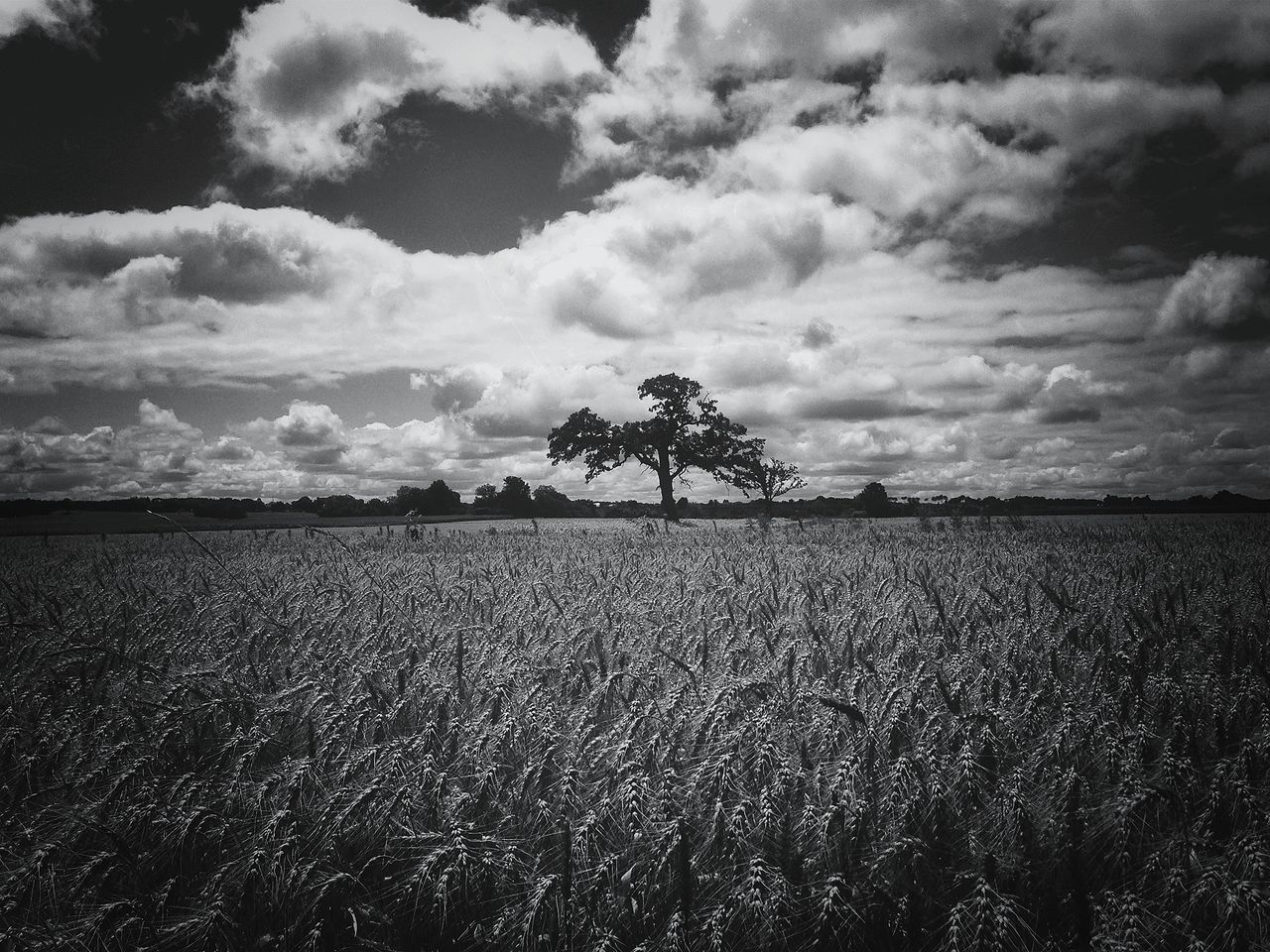 sky, tranquil scene, tranquility, landscape, cloud - sky, field, scenics, cloudy, beauty in nature, nature, cloud, tree, growth, rural scene, horizon over land, weather, overcast, agriculture, outdoors, day