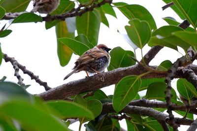 Low angle view of bird perching on tree
