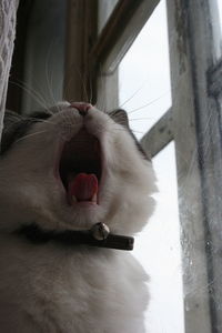 Close-up of cat yawning