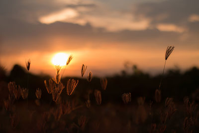 Close-up of plants growing on field against sky during sunset