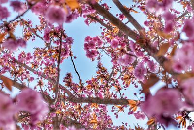 Low angle view of cherry blossoms on tree