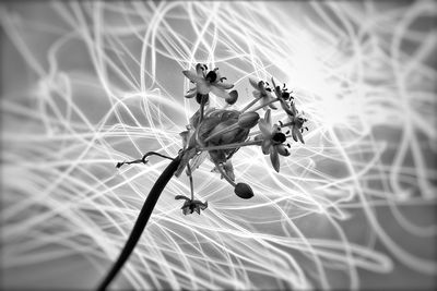Close-up of spider on web