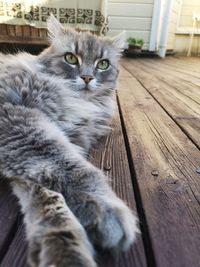 Portrait of cat relaxing on wood