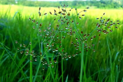 Close-up of wet grass growing in field