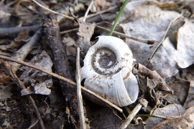High angle view of shells on ground