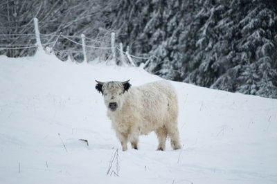 Sheep on snow field during winter