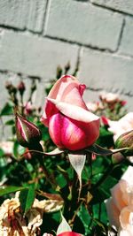 Close-up of pink rose