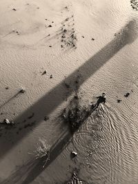 Flock of birds on sand at beach