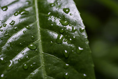 Close-up of water drops on leaves