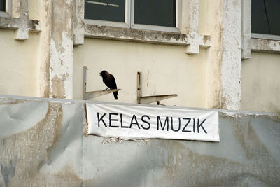 Close-up of bird perching on window