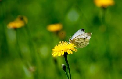 Close-up of butterfly pollinating on yellow flower