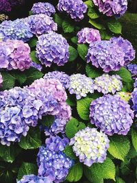 Close-up of fresh purple hydrangeas