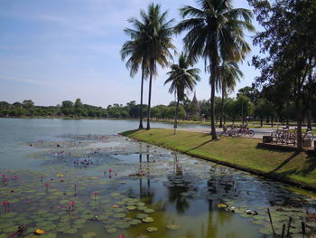 Scenic view of palm trees by lake against sky